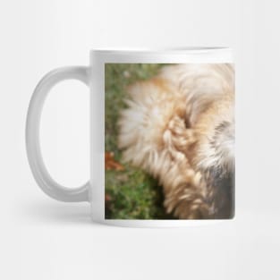 A pure bred Wheaten Terrier puppy dog in a playful mood. Mug